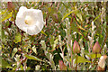SD3116 : Bindweed in flower at Ainsdale by Gary Rogers