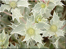 SD3115 : Sea Holly at Ainsdale by Gary Rogers