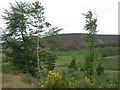 View towards White Hill