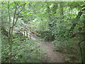 Footbridge in the woods