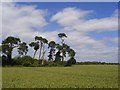 Farmland, Maidenhead