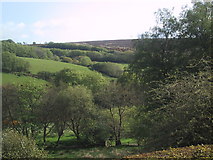SS8435 : Withypool: pasture below Withypool Hill by Keith Salvesen