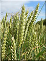 Wheat Field