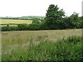 Rough ground near Rhos-y-meirch