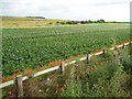 TL2735 : Baldock: Potato field by Nigel Cox
