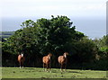 Horses, Trefdraeth/Newport