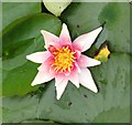 Water Lily, Burnby Hall Gardens