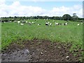 Killycowan Townland