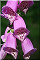 Foxglove (Digitalis purpurea)