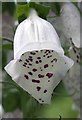 Foxglove (Digitalis purpureus)