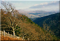 Forestry near Hafod-y-fedw