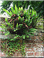 Ferns on churchyard wall