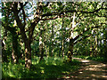 Track to High Buildings Farm