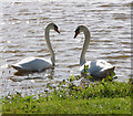 Swans, Lurgashall millpond