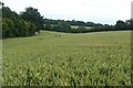 Farmland east of Binley