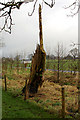 SD7140 : Tree stump by Malkin Lane by Mr T