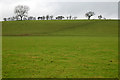 Ribble flood plain