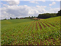 Maize, Stokenchurch