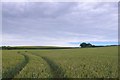 Farmland near Tincleton