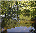 Secluded pond