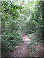 Path through the woods at the edge of Caversham Park