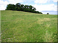 Wood-topped hill at Barrow