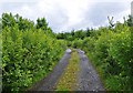 Track through the wood