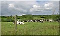 Cattle grazing near Scaling village