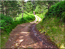 NO4792 : Track by the Water of Allachy, Glen Tanar by Alan Findlay