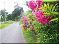 Minor road near Egbury