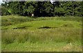 Overgrown Pond