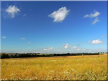 SU1072 : Farmland, Mill Lane, Winterbourne Monkton by Brian Robert Marshall