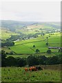 Hillside grazing