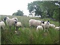 Sheep at Moscow Farm