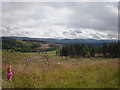 Cleared Forestry Behind  Balnagarline