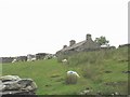 Sheep and chickens at Parc