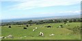 Grazing animals at Glyn Meibion Mawr Farm