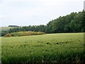 Reservoir near South Hill Copse