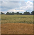 Barley field in front of wheat field