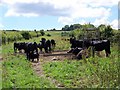 Cattle near Firsdown