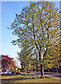 Large Lime Tree,  Chase Road, London N14