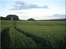ST9833 : Farmland near Teffont Down 1 by Andy Gryce