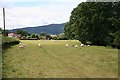 Sheep pasture, Grove House Farm