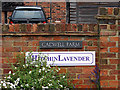 Cadwell Farm - Hitchin Lavender - 01