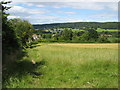 Footpath at field edge