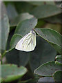 TG0321 : A Green-veined White Butterfly (Pieris napi) by Evelyn Simak