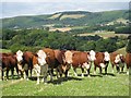 Pedigree Hereford Cattle near Lower Preston Farm