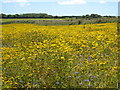 Field of Corn Marigold & Cornflower at Kestle