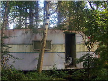 G9081 : Caravan in woods by louise price