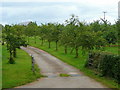 Orchards west of Glewstone